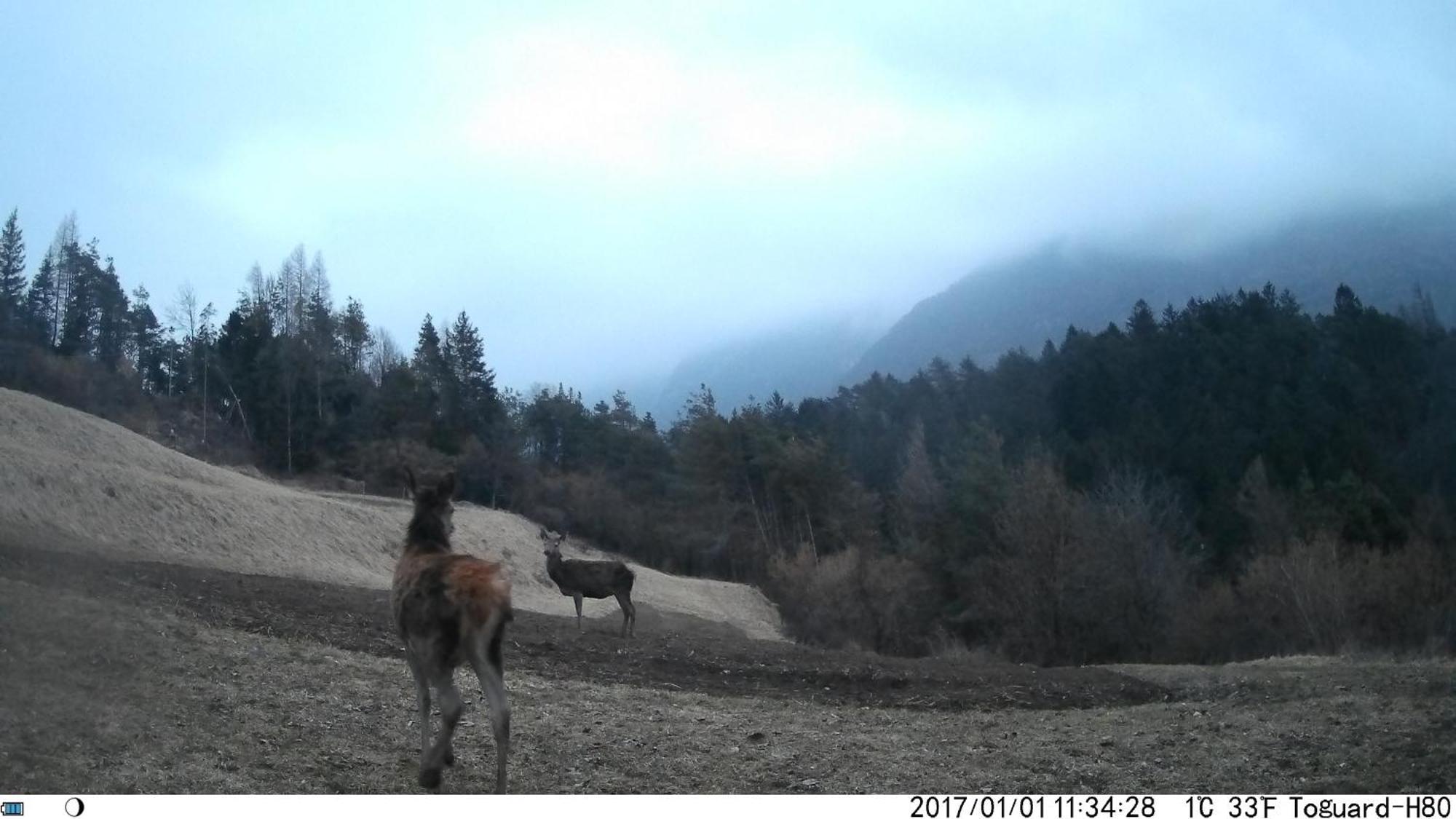 瓦莱迪卡多雷Agriturismo Borgo Damos别墅 外观 照片