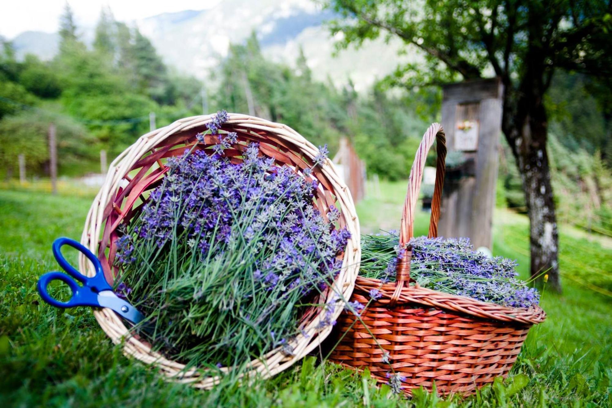 瓦莱迪卡多雷Agriturismo Borgo Damos别墅 外观 照片